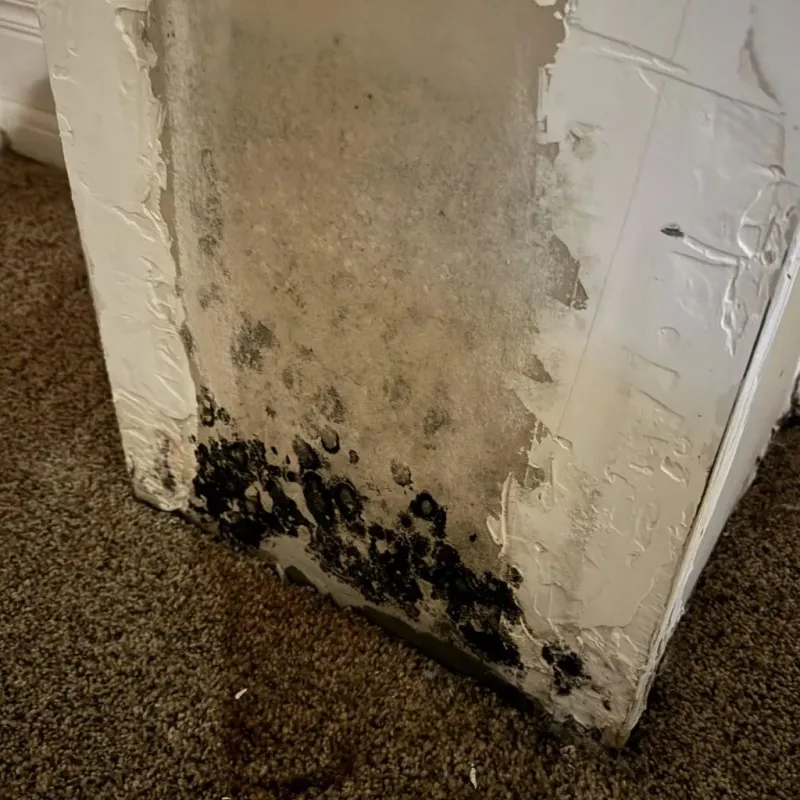 Professional Mold Removal in Derby, KS